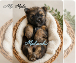 Puppy Malachi Shorkie Tzu