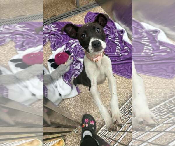 Medium Photo #1 Mutt Puppy For Sale in Martinsburg, WV, USA