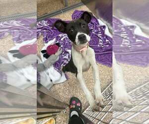 Mutt Dogs for adoption in Martinsburg, WV, USA