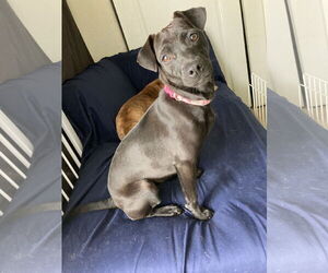 Mutt Dogs for adoption in San Diego, CA, USA