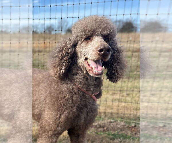 Medium Photo #2 Poodle (Standard) Puppy For Sale in Pacolet, SC, USA