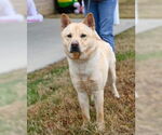 Small #2 Chow Chow-Siberian Husky Mix