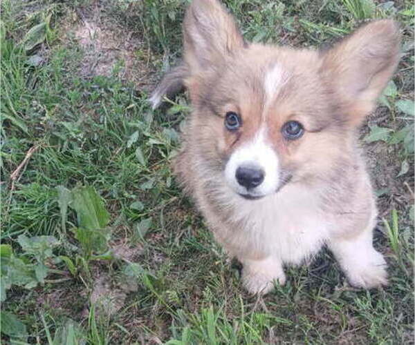 Medium Photo #4 Pembroke Welsh Corgi Puppy For Sale in MILTON, WI, USA
