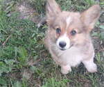 Small #3 Pembroke Welsh Corgi