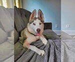 Jinx - Female Siberian Husky-Unknown Mix Dog for Adoption - Small photo