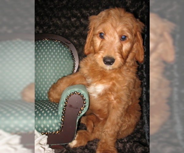 Medium Photo #10 Goldendoodle Puppy For Sale in SELINSGROVE, PA, USA
