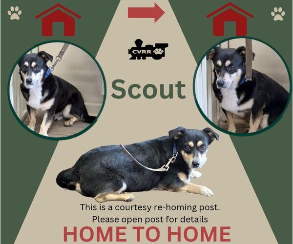 Medium Photo #1 Mutt Puppy For Sale in Lindsay, CA, USA