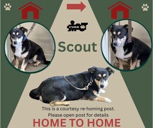 Mutt Dogs for adoption in Lindsay, CA, USA