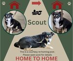Scout (Home 2 Home) - Male Mutt Dog for Adoption - Small photo
