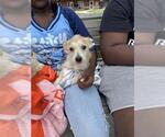 Small Mutt