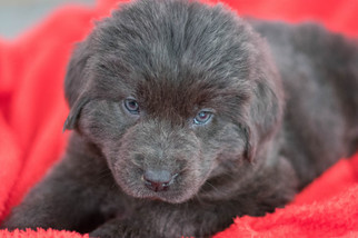 Newfoundland Puppy for sale in KENT, OH, USA