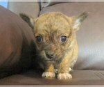 Small #3 Chihuahua