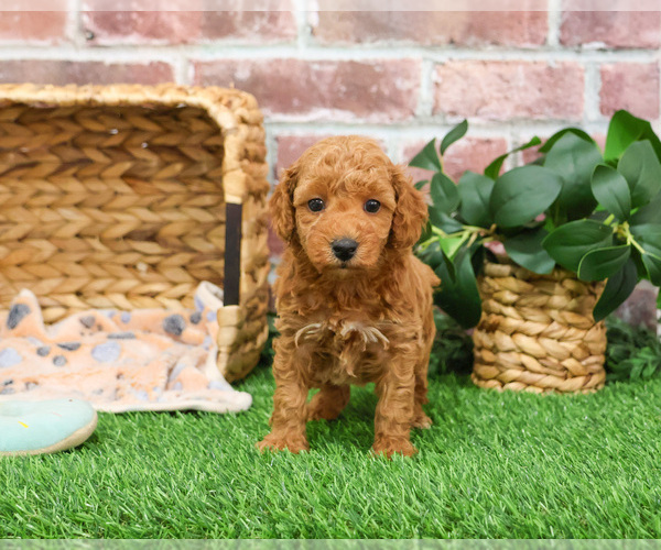Medium Photo #7 Poodle (Miniature) Puppy For Sale in SYRACUSE, IN, USA