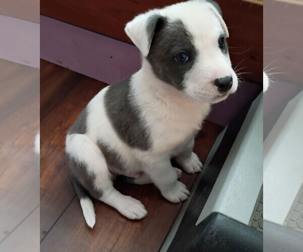 Medium Photo #5 Border Collie-Unknown Mix Puppy For Sale in Ball Ground, GA, USA