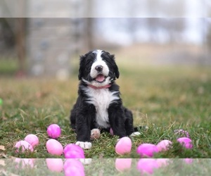 Bernedoodle Puppy for sale in HARRISONVILLE, MO, USA