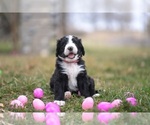 Small Photo #1 Bernedoodle Puppy For Sale in HARRISONVILLE, MO, USA