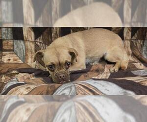 Pug-Unknown Mix Dogs for adoption in HESPERIA, CA, USA