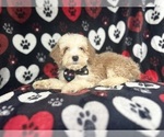Small #4 Cockapoo