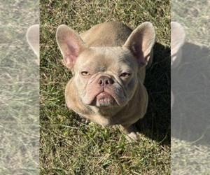 Mother of the French Bulldog puppies born on 06/26/2026