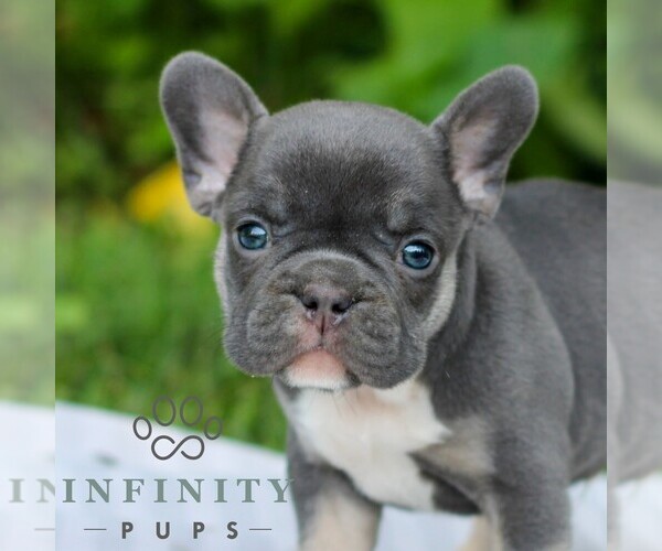 Medium Photo #3 French Bulldog Puppy For Sale in EAST EARL, PA, USA