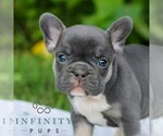 Small #2 French Bulldog