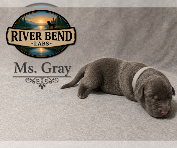 Medium Photo #1 Labrador Retriever Puppy For Sale in WHITNEY, TX, USA