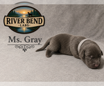 Puppy 9 Labrador Retriever