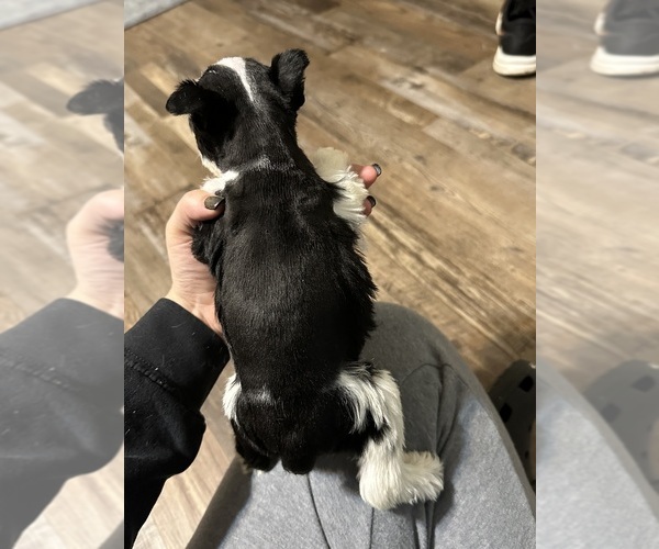 Medium Photo #3 Schnauzer (Miniature) Puppy For Sale in LANE, OK, USA