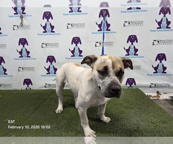Medium Photo #1 Mutt Puppy For Sale in Orlando, FL, USA