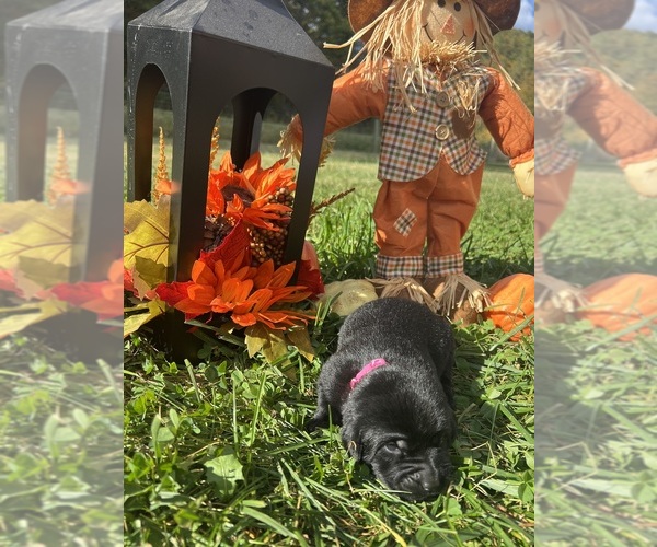 Medium Photo #18 Labrador Retriever Puppy For Sale in NEOLA, WV, USA