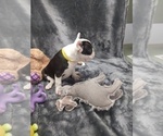 Small Photo #7 Faux Frenchbo Bulldog Puppy For Sale in COFFEYVILLE, KS, USA