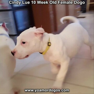 Medium Photo #102 Dogo Argentino Puppy For Sale in PINEVILLE, MO, USA