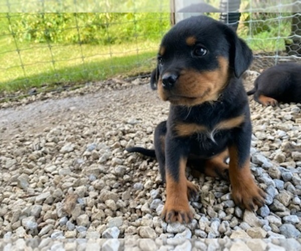 Medium Photo #2 Rottweiler Puppy For Sale in EAST CANTON, OH, USA