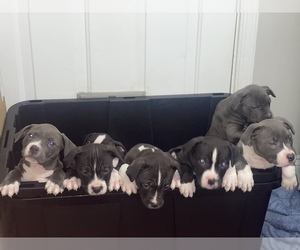 American Bully Puppy for sale in BOWIE, MD, USA