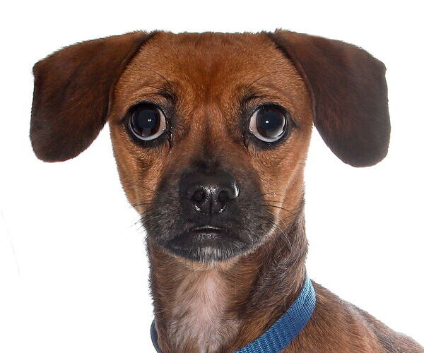 Medium Photo #4 Chihuahua-Unknown Mix Puppy For Sale in Oakland Park, FL, USA