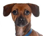 Small #3 Chihuahua Mix