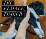 Small #1 F2 Aussiedoodle