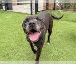 Small #1 American Pit Bull Terrier Mix