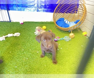 Labrador Retriever Puppy for sale in MORENO VALLEY, CA, USA