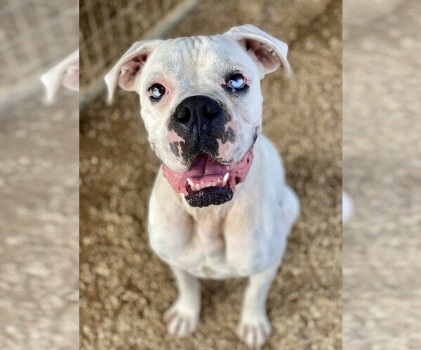 Medium Photo #3 Boxer Puppy For Sale in Austin, TX, USA