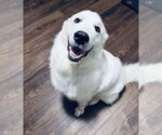Small #9 Golden Pyrenees