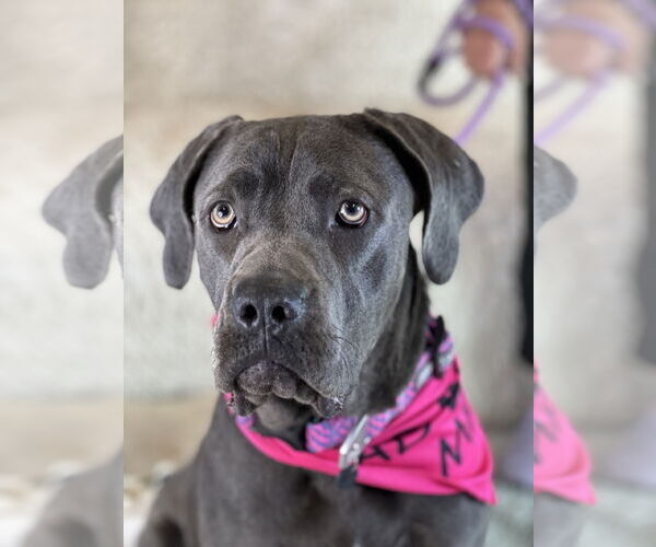 Medium Photo #6 Mutt Puppy For Sale in Goodyear, AZ, USA