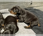 Small Photo #4 Doberman Pinscher Puppy For Sale in NEWTON, NC, USA