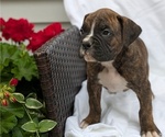 Small Photo #6 Boxer Puppy For Sale in GOSHEN, IN, USA