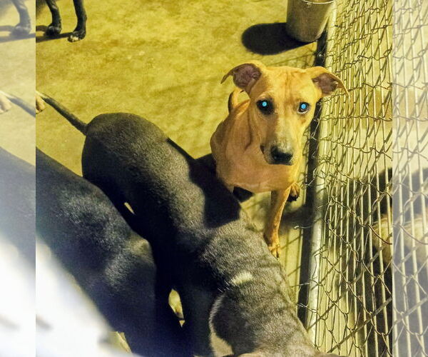 Medium Photo #1 American Pit Bull Terrier-Unknown Mix Puppy For Sale in Bonifay, MO, USA