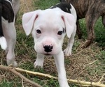 Small Photo #11 American Bully-Boxer Mix Puppy For Sale in PORTSMOUTH, VA, USA