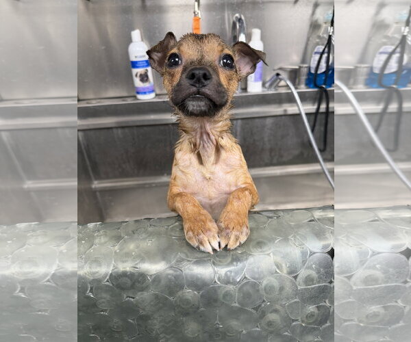 Medium Photo #8 Bulldog-Chihuahua Mix Puppy For Sale in North Royalton, OH, USA