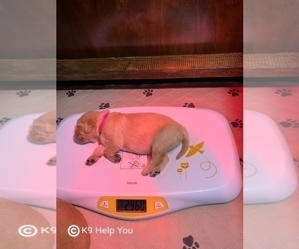 Medium Photo #14 Golden Retriever Puppy For Sale in SAINT LOUIS, MO, USA