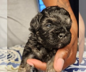 ShihPoo Puppy for sale in FORT WASHINGTON, MD, USA