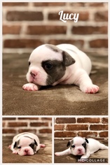 French Bulldog Puppy for sale in MANLIUS, NY, USA